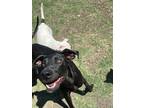 Adopt Missy a Black Great Dane / Mixed dog in Mesquite, TX (38940068)