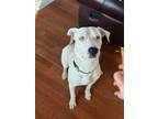 Adopt Knox a White Catahoula Leopard Dog / Mixed Breed (Medium) dog in Mesquite