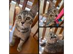 Adopt Elita One a Brown Tabby Domestic Shorthair (short coat) cat in