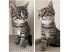 Adopt Valentine a Tiger Striped Domestic Shorthair (short coat) cat in