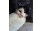 Adopt Qdoba a White (Mostly) Domestic Shorthair (short coat) cat in