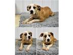 Adopt Lisa a Tan/Yellow/Fawn - with White Boxer / Mixed dog in Saint James