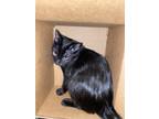 Adopt Neptune a All Black Domestic Shorthair / Mixed (short coat) cat in Yukon