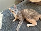 Adopt Sparkle a Calico or Dilute Calico Domestic Shorthair / Mixed (short coat)