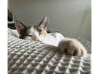 Adopt Buttons a Calico or Dilute Calico Domestic Shorthair / Mixed (short coat)