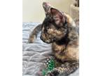 Adopt Snickers a Calico or Dilute Calico Domestic Shorthair / Mixed (short coat)