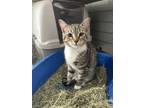 Adopt Clover a Gray, Blue or Silver Tabby Domestic Shorthair / Mixed (short