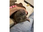 Adopt Hope a Brown/Chocolate American Staffordshire Terrier / American Pit Bull