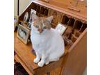 Adopt Mary Elizabeth a White (Mostly) Domestic Shorthair (short coat) cat in