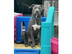 Adopt Devo a Gray/Silver/Salt & Pepper - with White American Pit Bull Terrier /