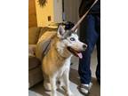 Adopt Donnie a White - with Black Husky dog in Tempe, AZ (38937330)