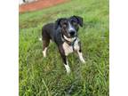Adopt Lil' Pepper a Brindle - with White Terrier (Unknown Type
