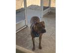 Adopt Odin a Brindle American Pit Bull Terrier / Mixed dog in Port Richey