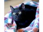 Adopt Rugby (Bonded With Cricket) a Domestic Shorthair cat in San Francisco