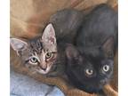 Adopt Tiana & Prince Navene-fosters a Brown or Chocolate Domestic Shorthair