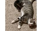 Adopt June a Brown or Chocolate Domestic Mediumhair / Mixed cat in Escondido