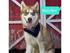 Adopt Ratchet a Husky / Mixed dog in Phoenix, AZ (38939538)
