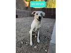 Adopt Murphy a White Canaan Dog dog in Phoenix, AZ (38939537)