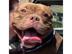 Adopt Bruno TAF a Brown/Chocolate Pit Bull Terrier / Mixed dog in Las Vegas