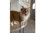 Adopt Lucky a Orange or Red Domestic Longhair / Mixed (long coat) cat in Apex