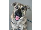 Adopt Freya a Brindle Mixed Breed (Medium) dog in Irwin, PA (38939382)