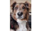 Adopt Nelli a Brown/Chocolate - with White Australian Shepherd / Mixed dog in