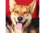 Adopt Foxy JuM a Black German Shepherd Dog / Mixed dog in Rochester