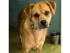 Adopt Halen a Tan/Yellow/Fawn Chow Chow / Mixed dog in Sunderland, MD (38939269)