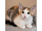 Adopt French Vanilla a Calico or Dilute Calico Domestic Shorthair / Mixed cat in