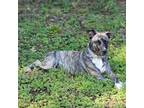Adopt Harley a Brindle Terrier (Unknown Type, Small) / Mixed dog in Tuscaloosa