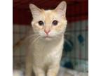 Adopt Dharma a Orange or Red Siamese / Mixed cat in Bountiful, UT (38939132)