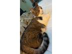 Adopt Clover a Brown Tabby Domestic Mediumhair / Mixed (medium coat) cat in