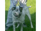 Adopt Shiner a White - with Tan, Yellow or Fawn Blue Heeler / Mixed Breed