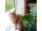 Adopt Luna a Orange or Red Domestic Longhair / Mixed cat in West Des Moines