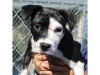 Adopt Shy a Black Mixed Breed (Medium) / Mixed dog in Columbiana, AL (38939051)