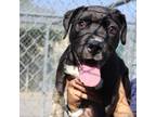 Adopt Mae a Black Mixed Breed (Medium) / Mixed dog in Columbiana, AL (38939050)