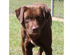Adopt Preston a Brown/Chocolate Mixed Breed (Medium) / Mixed dog in Columbiana