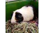 Adopt Moe a Guinea Pig small animal in Carson City, NV (38939007)