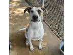 Adopt Gregory a Australian Cattle Dog / Hound (Unknown Type) / Mixed dog in