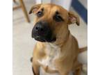 Adopt Koda a Tan/Yellow/Fawn Mixed Breed (Medium) / Mixed dog in Spokane