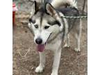 Adopt Zeus a Black Alaskan Malamute / Mixed dog in Spokane, WA (38938961)