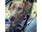 Adopt Roscoe a Brown/Chocolate American Pit Bull Terrier / Mixed Breed (Medium)