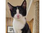 Adopt Kiwi a All Black Domestic Shorthair / Mixed cat in Buffalo, NY (38938918)