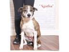 Adopt Agatha a Brindle Retriever (Unknown Type) / Mixed dog in Montgomery