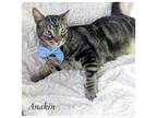 Adopt Anakin a Gray or Blue Domestic Shorthair / Mixed cat in Fort Lauderdale