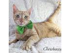Adopt Chewbacca a Orange or Red Domestic Shorthair / Mixed cat in Fort