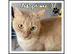 Adopt Ginger a Orange or Red Domestic Shorthair / Mixed cat in Fort Lauderdale