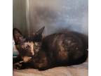 Adopt Midnights a Tortoiseshell Domestic Shorthair / Mixed cat in Westminster