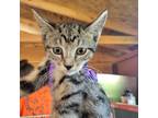 Adopt Fearless a Brown or Chocolate Domestic Shorthair / Mixed cat in