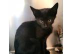 Adopt Red a All Black Domestic Shorthair / Mixed cat in Westminster
